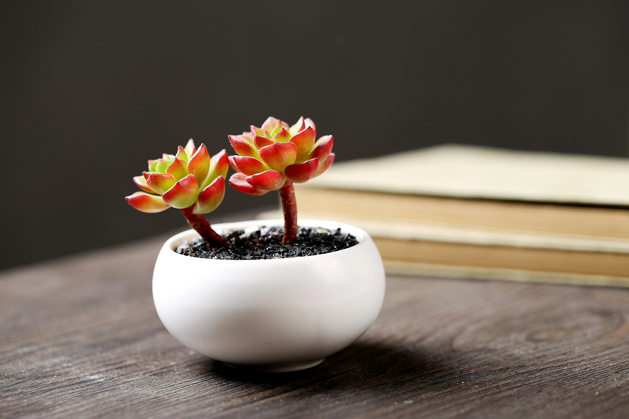窗户种什么植物好(窗户前面种什么果树好)