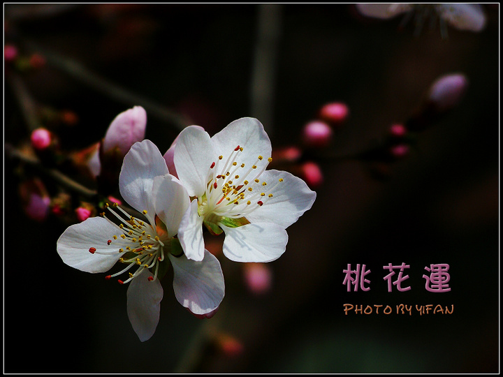 姓名免费测桃花(姓名桃花运测几朵桃花) 姓名免费测桃花(姓名桃花运测几朵桃花)