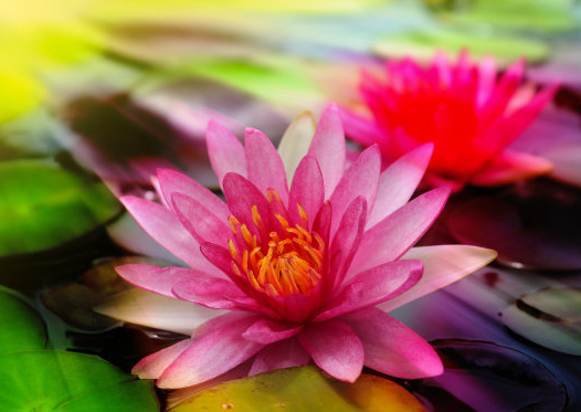 测试桃花会带来横财吗(测试这个桃花能带给我什么) 测试桃花会带来横财吗(测试这个桃花能带给我什么)