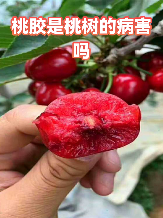 一亩桃树能产多少桃胶1(一亩桃树能产多少桃胶合适呢视频教程)