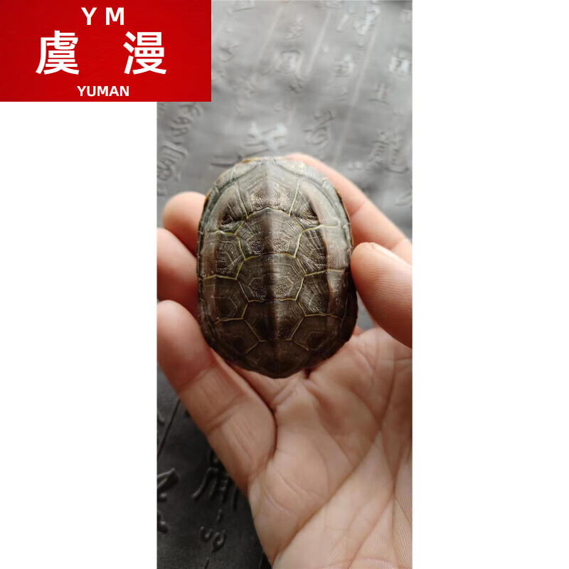 龟壳摇卦(免费版)(龟壳摇卦免费版每日一占)