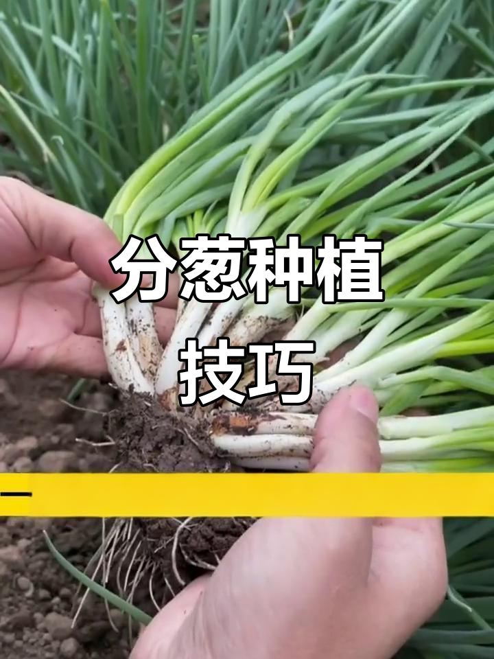 阳台种葱实用教程(阳台种葱的2种方法)