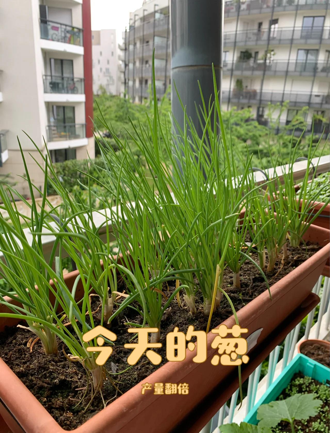 阳台种葱实用教程(阳台种葱的2种方法)