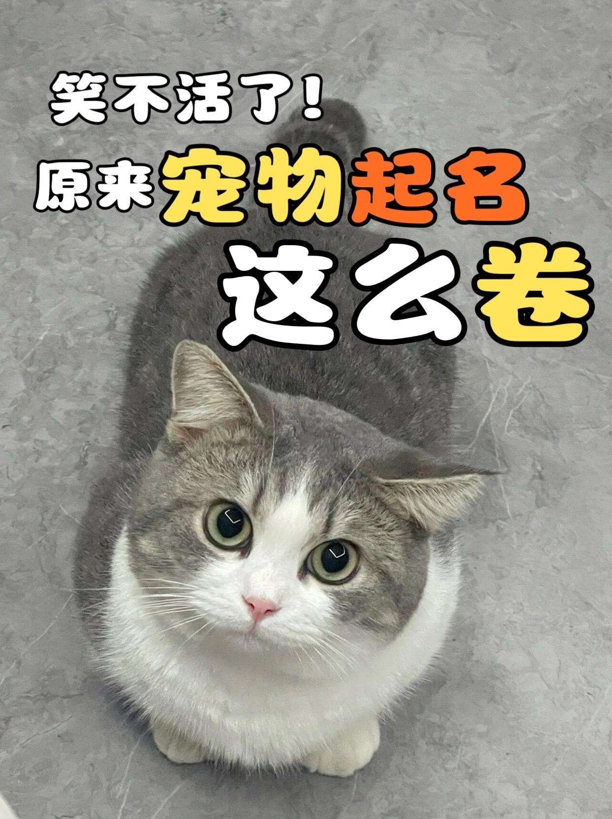 动物名字取什么好洋气(动物取名字大全集100种) 动物名字取什么好洋气(动物取名字大全集100种)