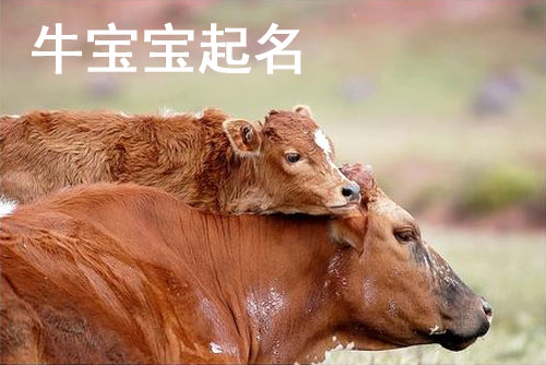起名字2021免费八字起名的简单介绍 起名字2021免费八字起名的简单介绍