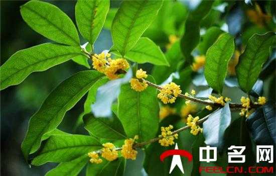 周公解梦取名字好不好(周公解梦取名字好不好呢) 周公解梦取名字好不好(周公解梦取名字好不好呢)