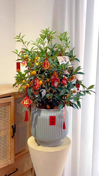 风水花摆放小技巧(风水花摆放小技巧和方法)