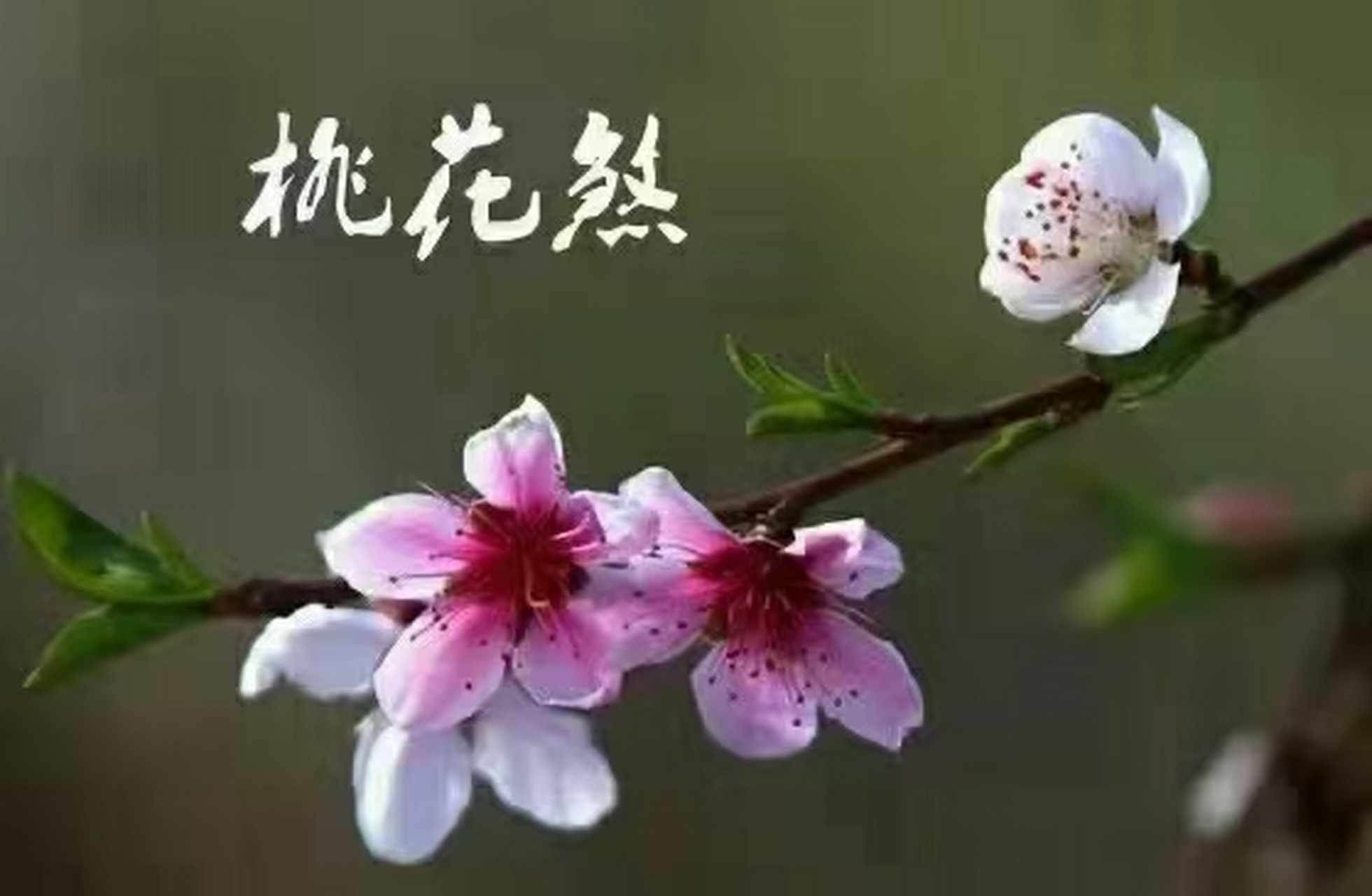 命理桃花准确是多少(桃花命理中代表夫人的生肖)