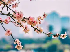 测试桃花知难而退了吗(测试2019你的正桃花) 测试桃花知难而退了吗(测试2019你的正桃花)