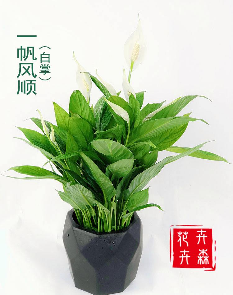 窗台养什么花好风水(窗台养什么花好风水呢)