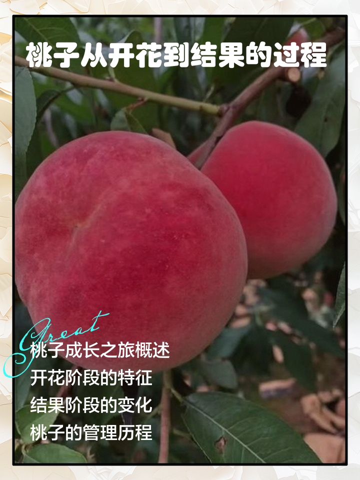 一亩桃树能产多少桃胶合适的果实(一亩桃树能产多少桃胶合适呢图片视频教程)