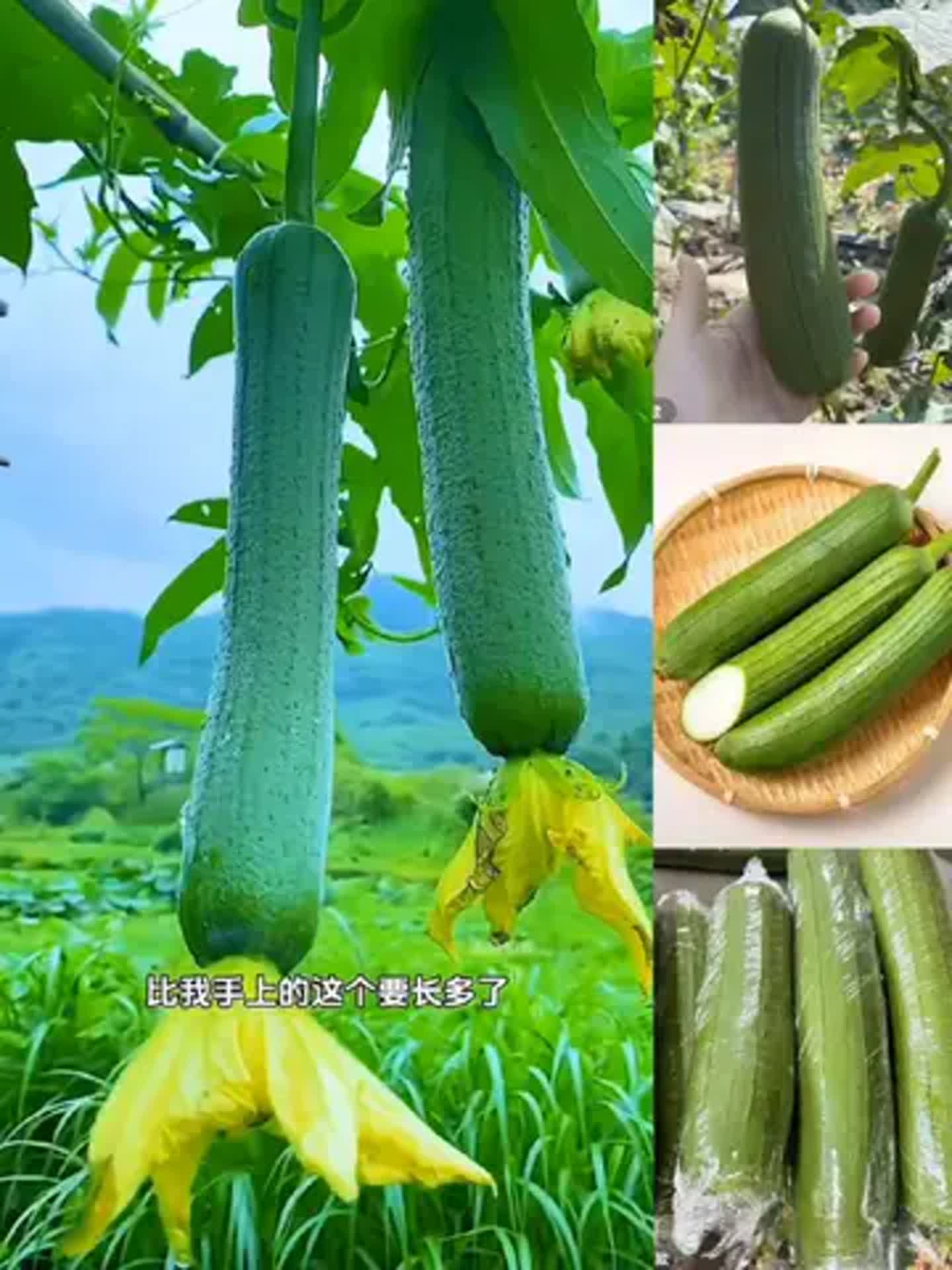 梦见摘丝瓜是吉是凶(梦见摘丝瓜代表什么好运) 梦见摘丝瓜是吉是凶(梦见摘丝瓜代表什么好运)