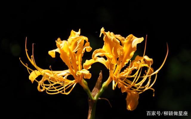 姓名算桃花运(输入姓名测桃花运)