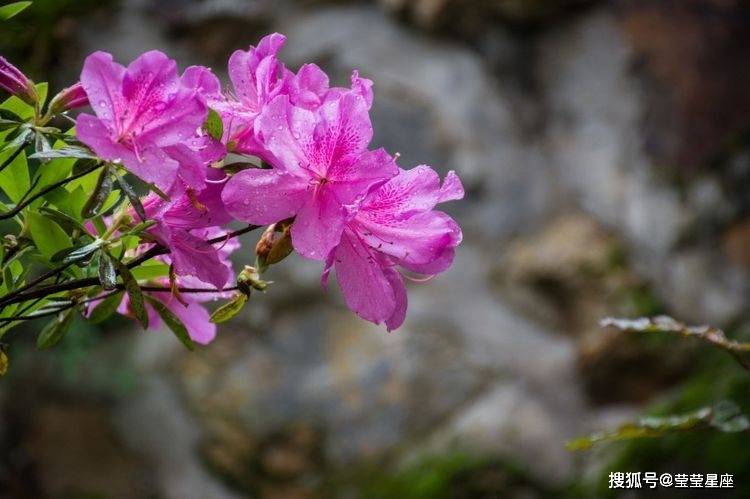 姓名算桃花运(输入姓名测桃花运) 姓名算桃花运(输入姓名测桃花运)