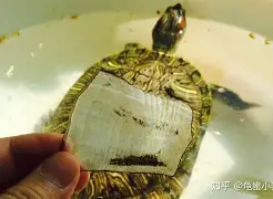 龟壳灵签解读(龟壳灵签每日一签抽签步骤)