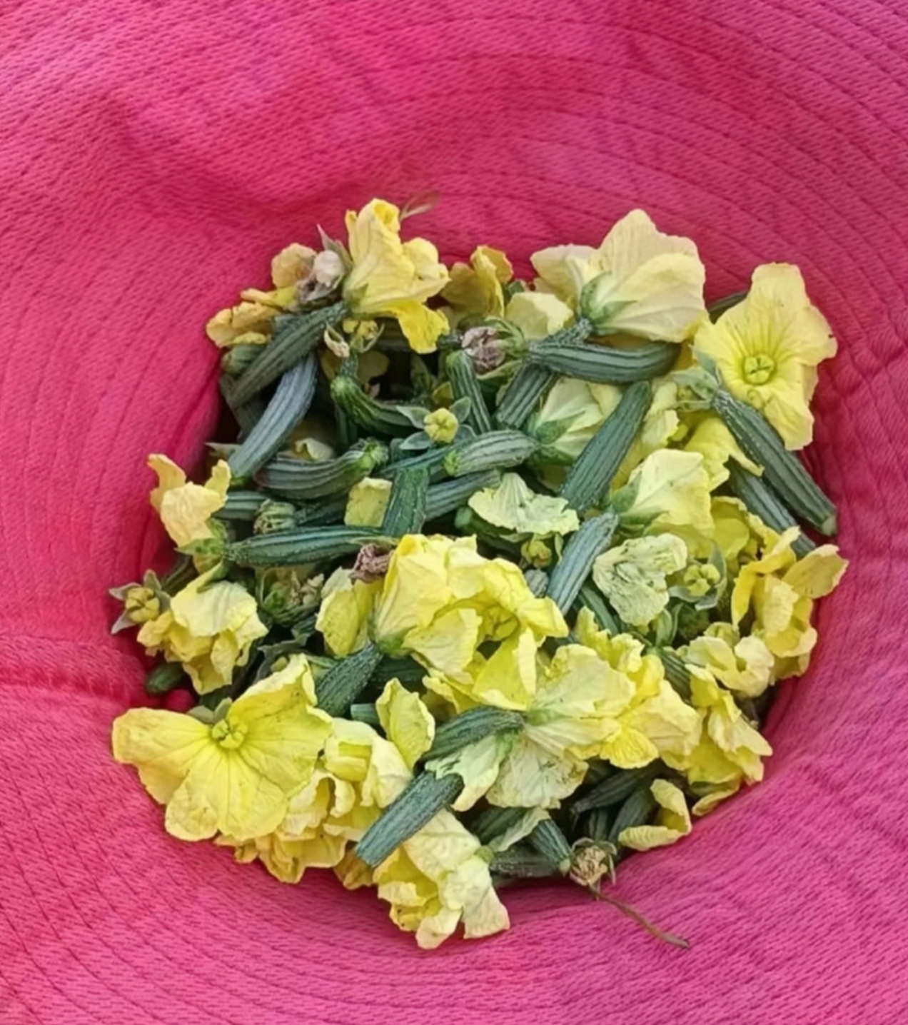 梦见摘丝瓜的预兆是什么(女人梦见摘丝瓜的含义) 梦见摘丝瓜的预兆是什么(女人梦见摘丝瓜的含义)
