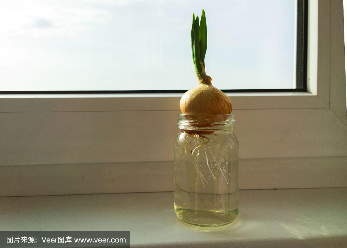 大葱挂在窗户上有什么用途(大葱挂在窗户上有什么用途吗)
