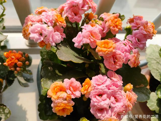 窗台养什么花容易养活而且更好(窗台养什么花容易养活而且更好看)