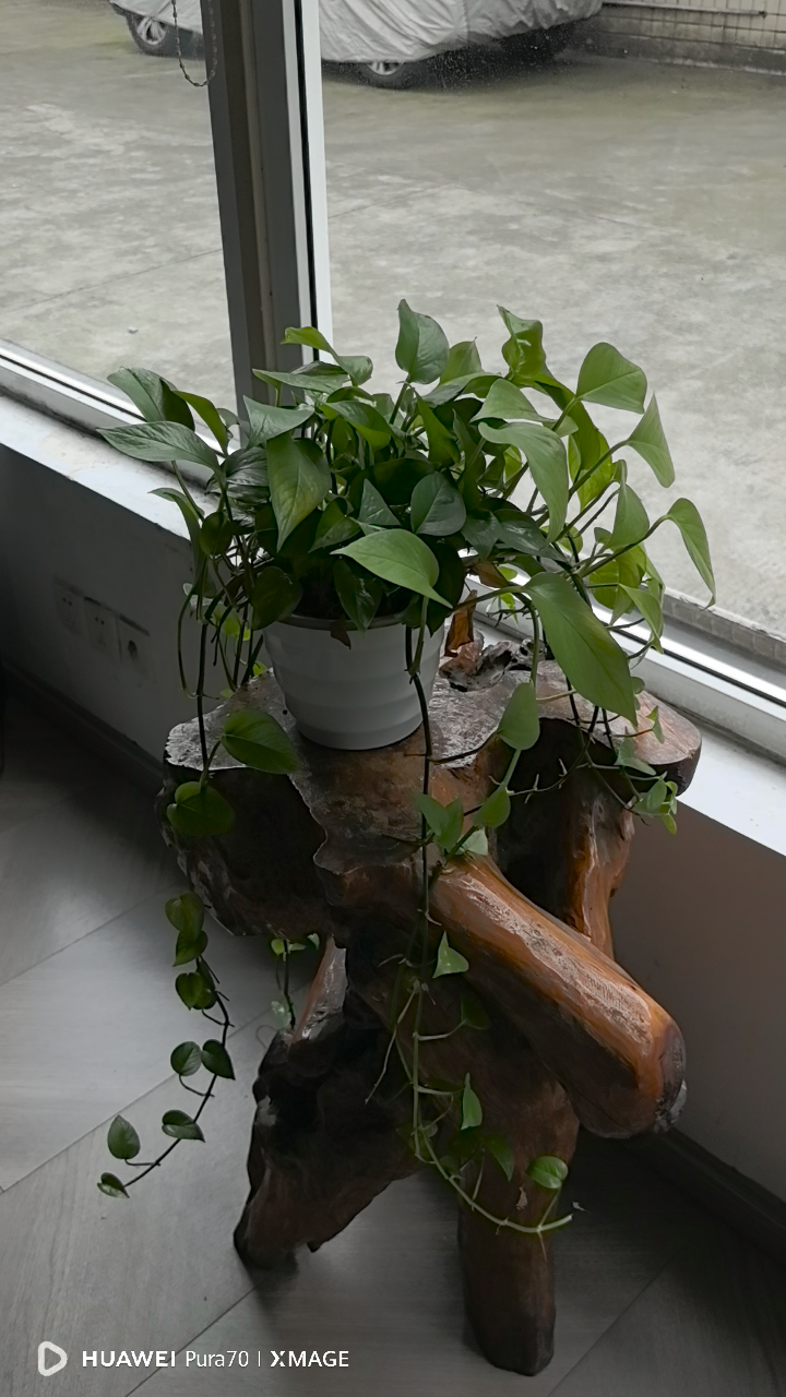 窗台放什么植物好(窗台放什么花风水好)