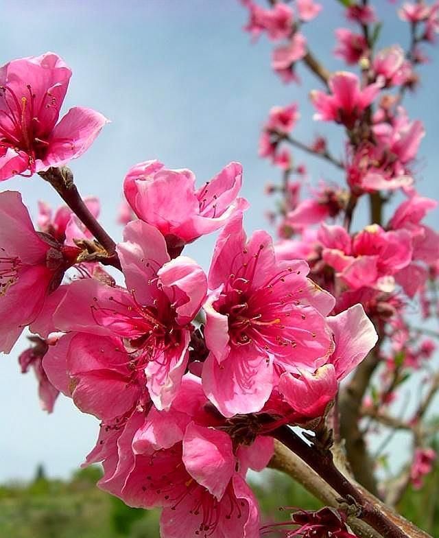 桃花运的名字女(桃花运旺盛的名字数理)