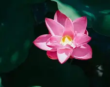 来玩花瓣占卜怎么玩(花瓣占卜一般用什么花)