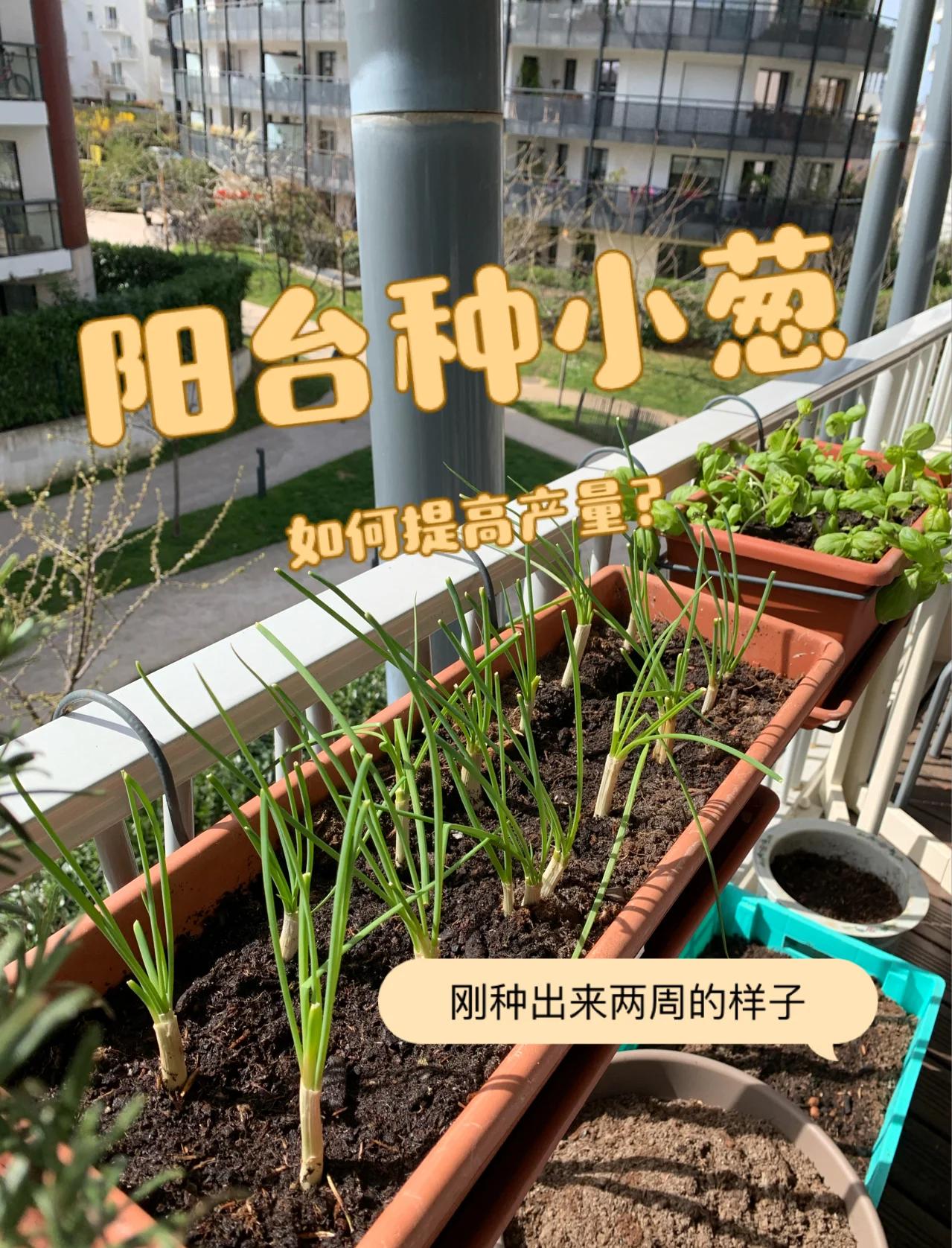 阳台上种葱要怎么样才能活(阳台上怎么种葱好看又好养)