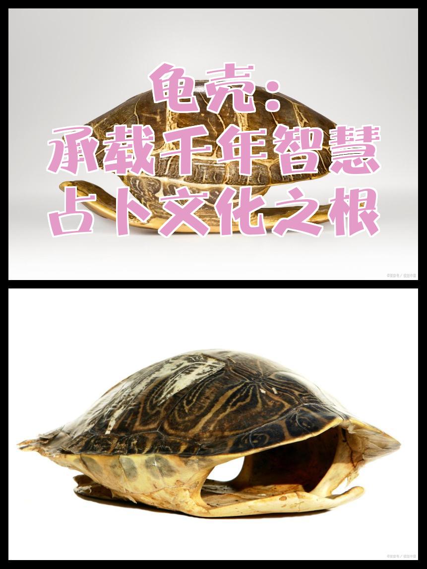 关于占卜方式基本上有四种龟占的信息