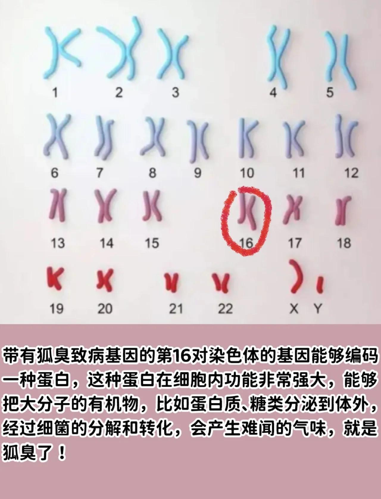 狐臭是苦命还是富命(狐臭的人是不是身体比较好)