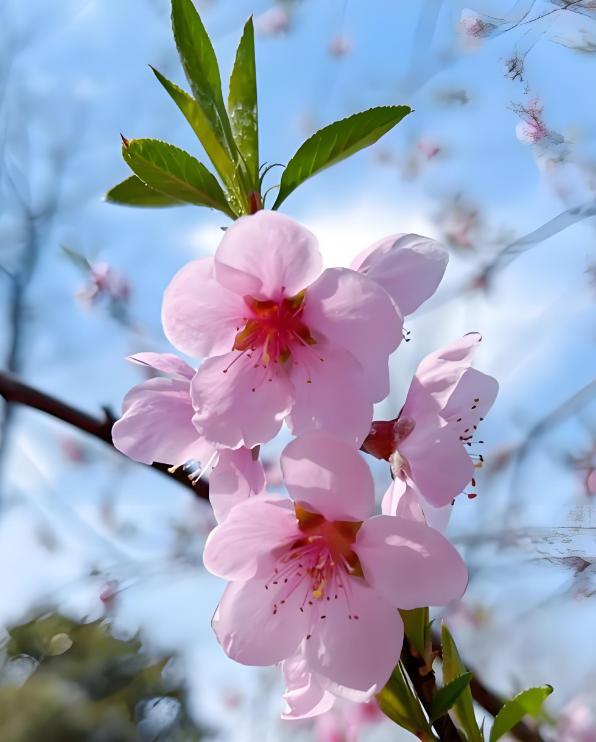 八字正桃花和偏桃花(八字正桃花和偏桃花一样吗)