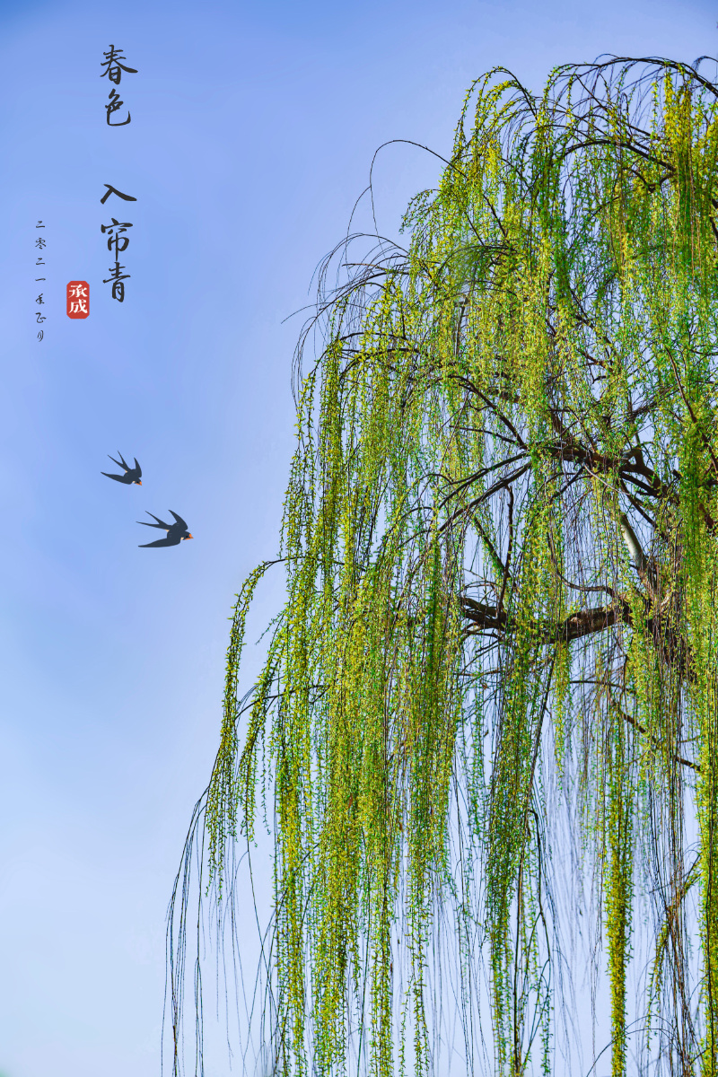 入帘青图片(入帘青是啥意思)