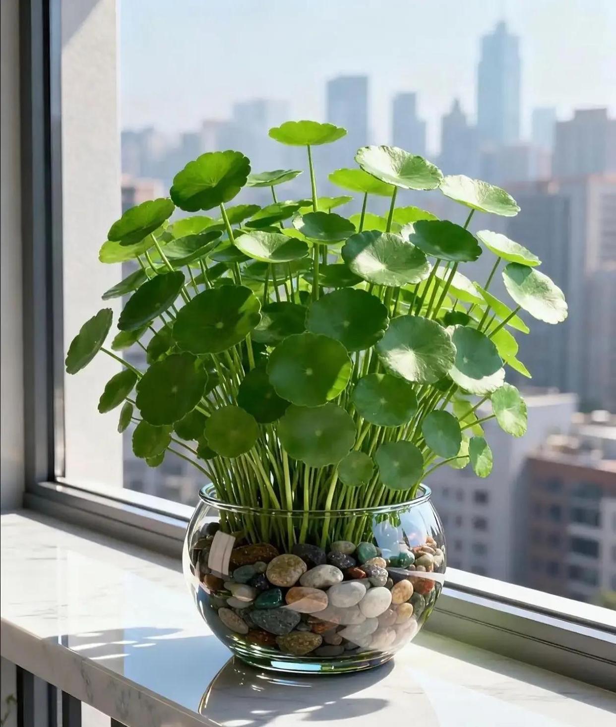 招财最厉害植物第一名(招财最厉害植物第一名骑车膝盖碰伤挂什么科) 招财最厉害植物第一名(招财最厉害植物第一名骑车膝盖碰伤挂什么科)