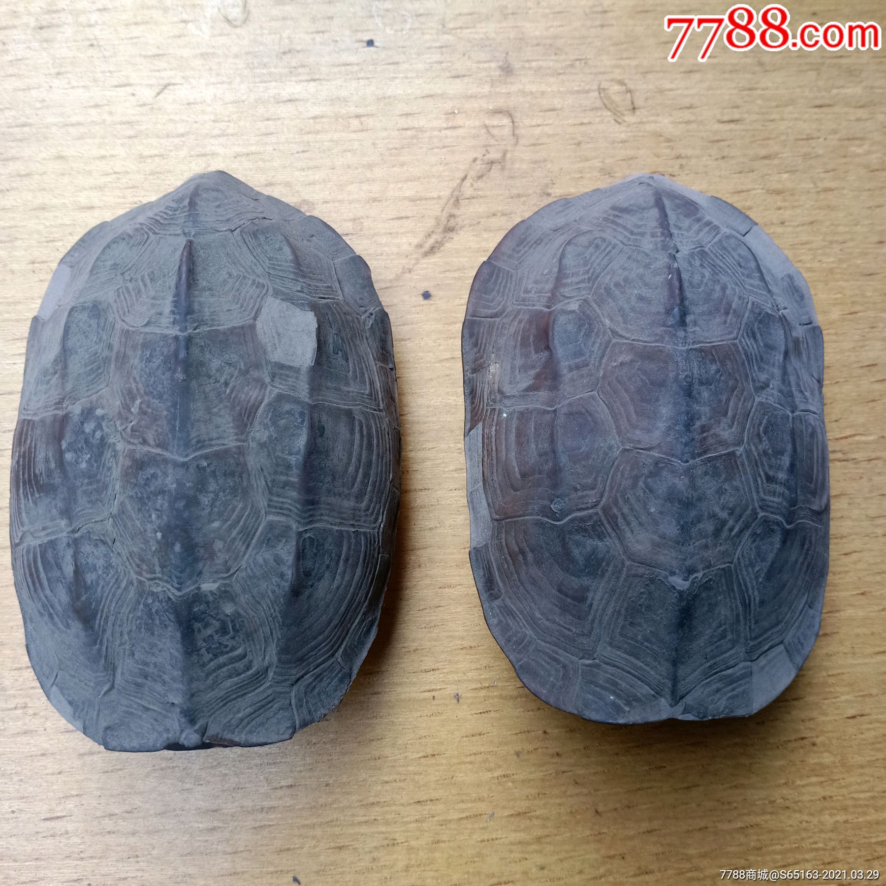 龟壳摇卦免费下载(龟壳摇卦免费下载安装)