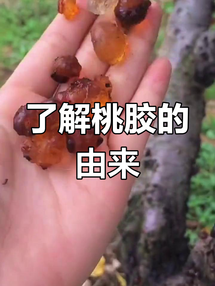 一亩桃树能产多少桃胶果实呢图片(一亩桃树能产多少桃胶合适呢图片大全集)