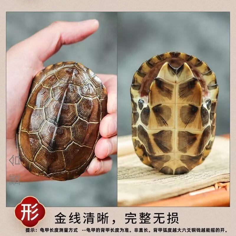 包含六爻龟壳占卜小事一问三答的词条 包含六爻龟壳占卜小事一问三答的词条