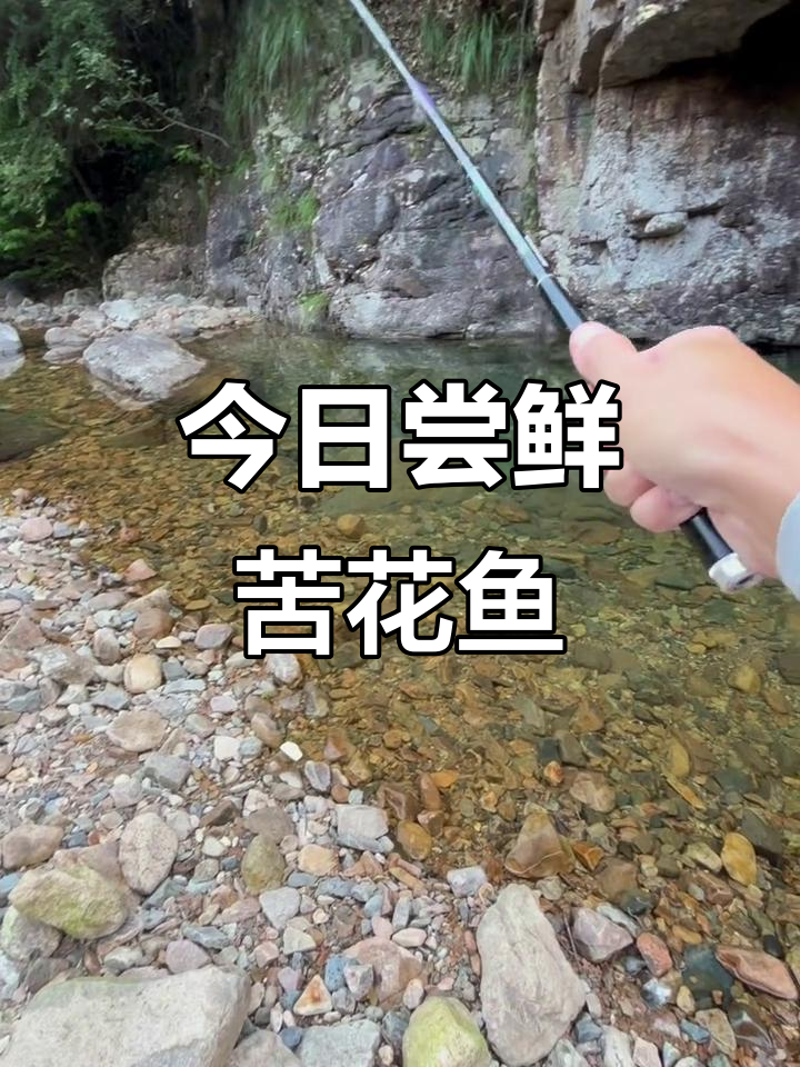 如何钓苦花鱼(钓苦花鱼最佳时间段) 如何钓苦花鱼(钓苦花鱼最佳时间段)