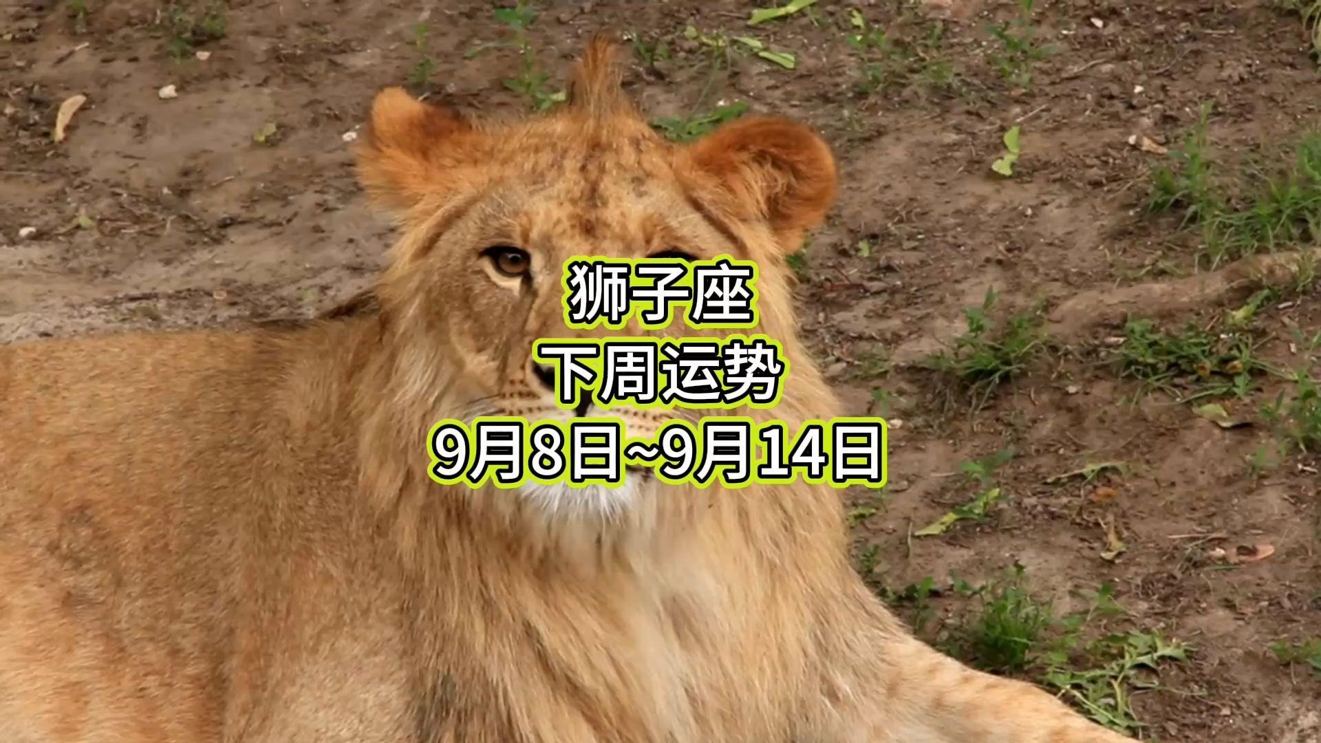 狮子座本周运势完整(狮子座本周运势建议) 狮子座本周运势完整(狮子座本周运势建议)