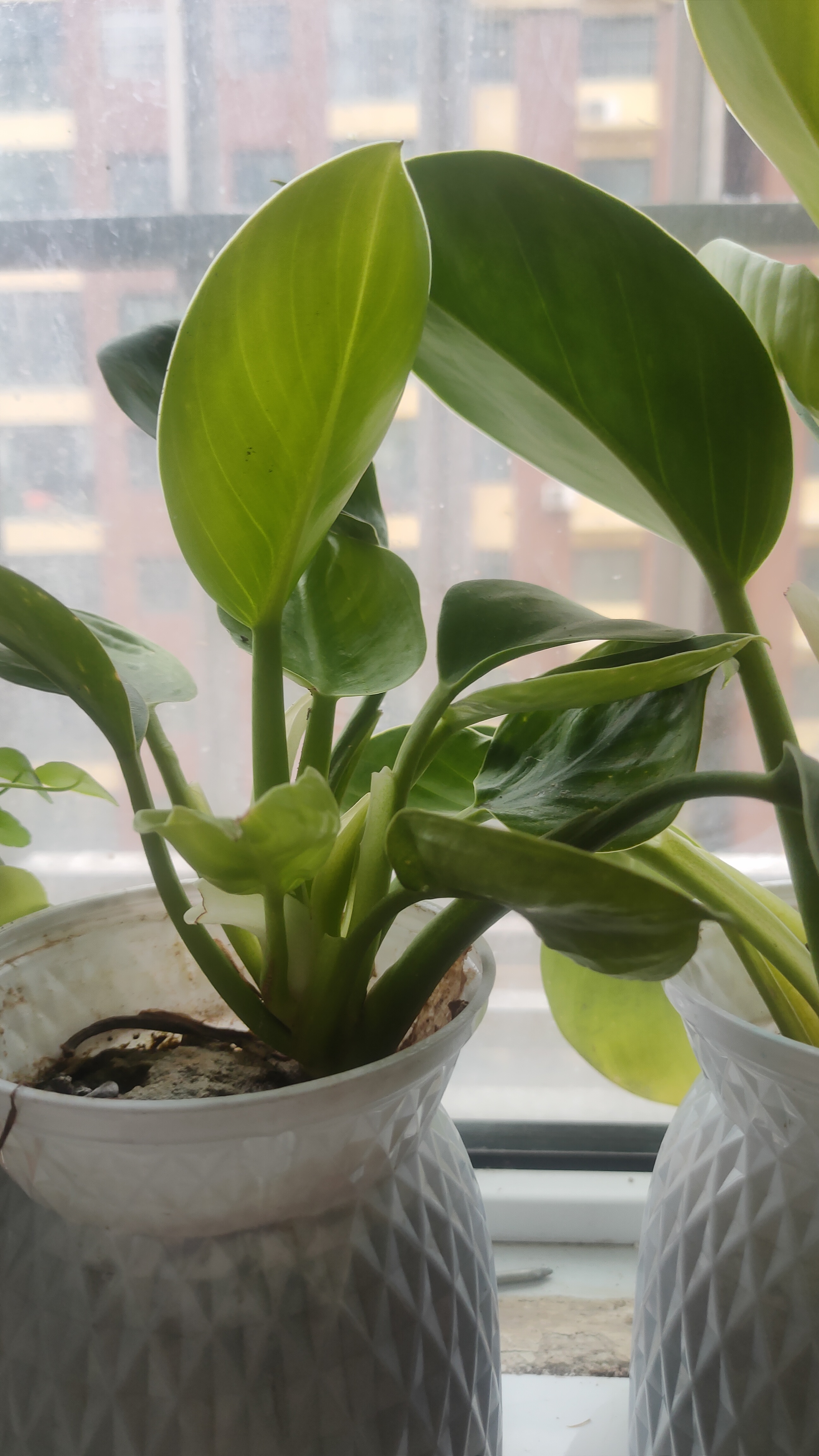 窗台种什么植物好(窗台外面种什么植物好)