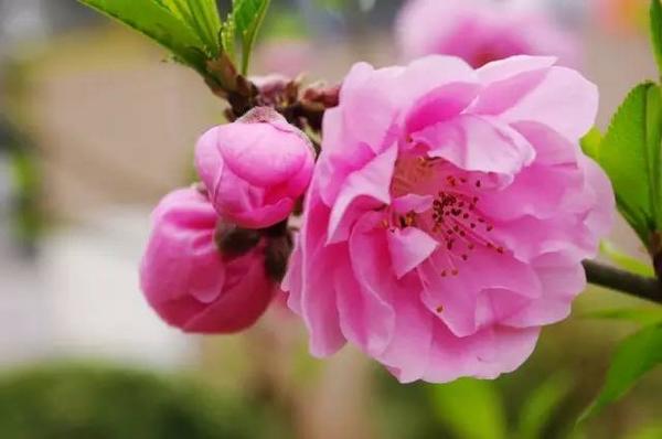 生辰八字怎么看桃花运(八字查桃花免费查询) 生辰八字怎么看桃花运(八字查桃花免费查询)