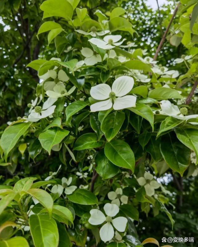 四照花长多高(四照花树苗多花木) 四照花长多高(四照花树苗多花木)