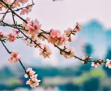 神巴巴姓名测试桃花运(神巴巴免费姓名测试怎么用)