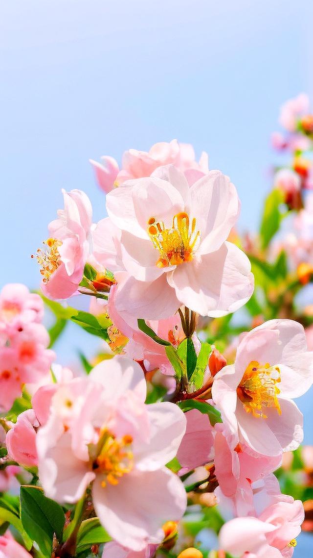 算桃花运势(免费2026桃花运势查询)