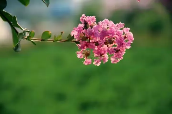 紫薇姓名免费测试(免费起名打分100分)