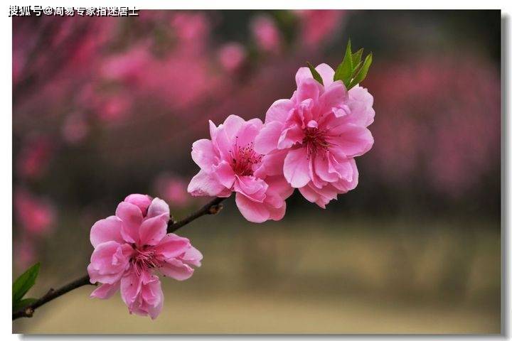 正桃花查法(正桃花查法免费) 正桃花查法(正桃花查法免费)