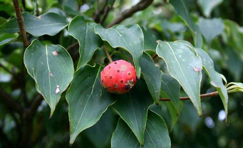 四照花生长速度(四照花生长速度快吗)