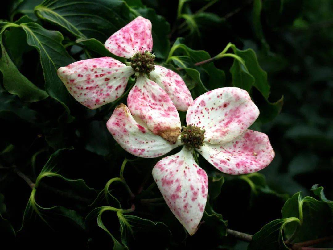 四照花生长速度(四照花生长速度快吗)