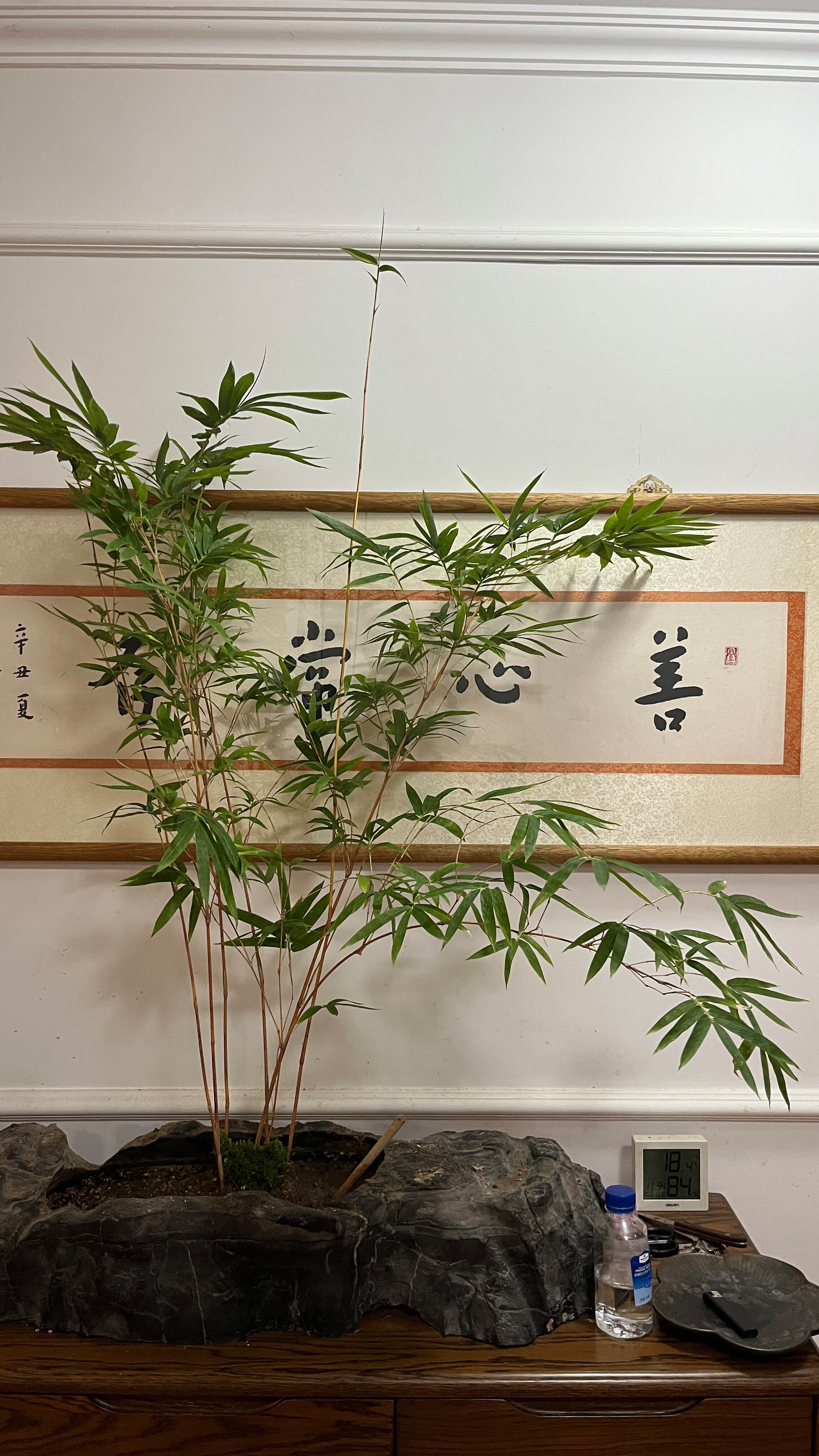 关于开门正对一盆绿植好吗红运紫竹的信息
