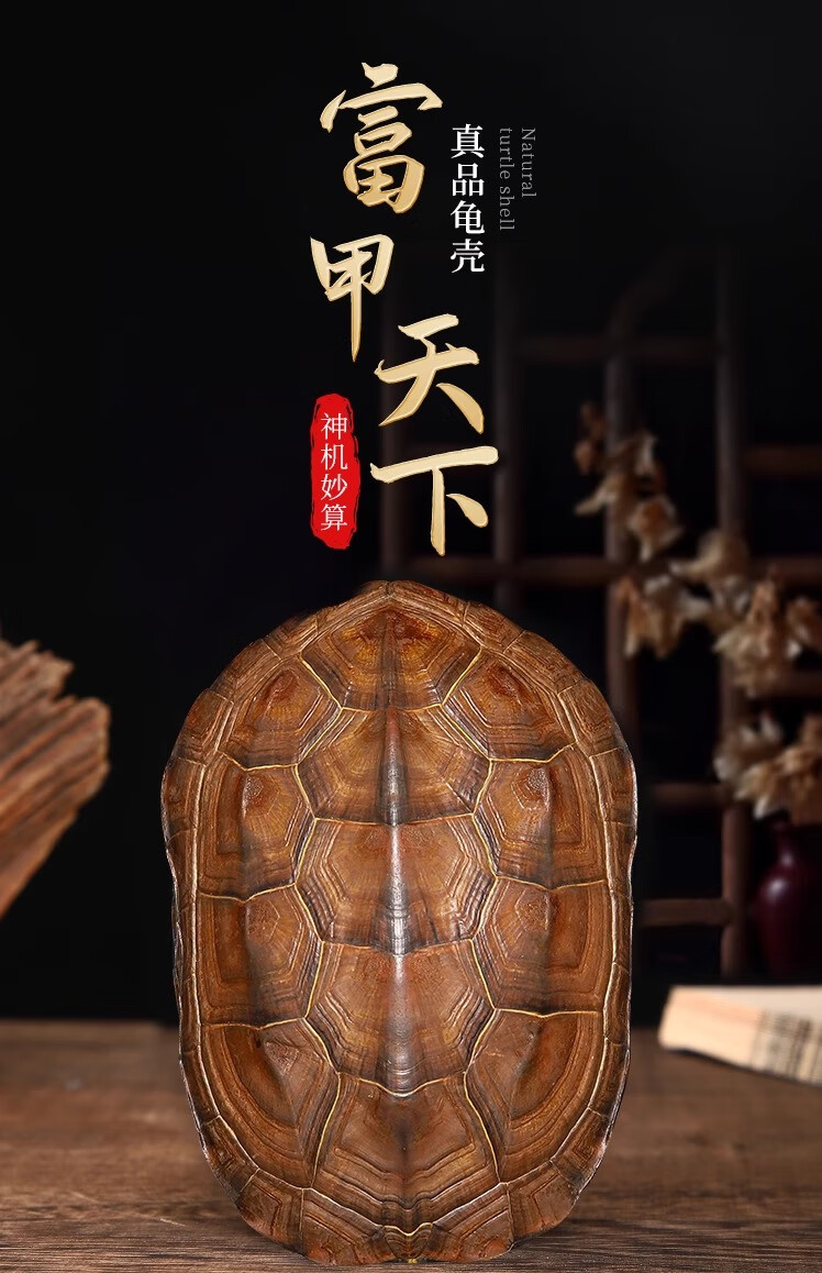 免费六爻占卜龟壳用法(免费龟壳六爻抽签APP用法)
