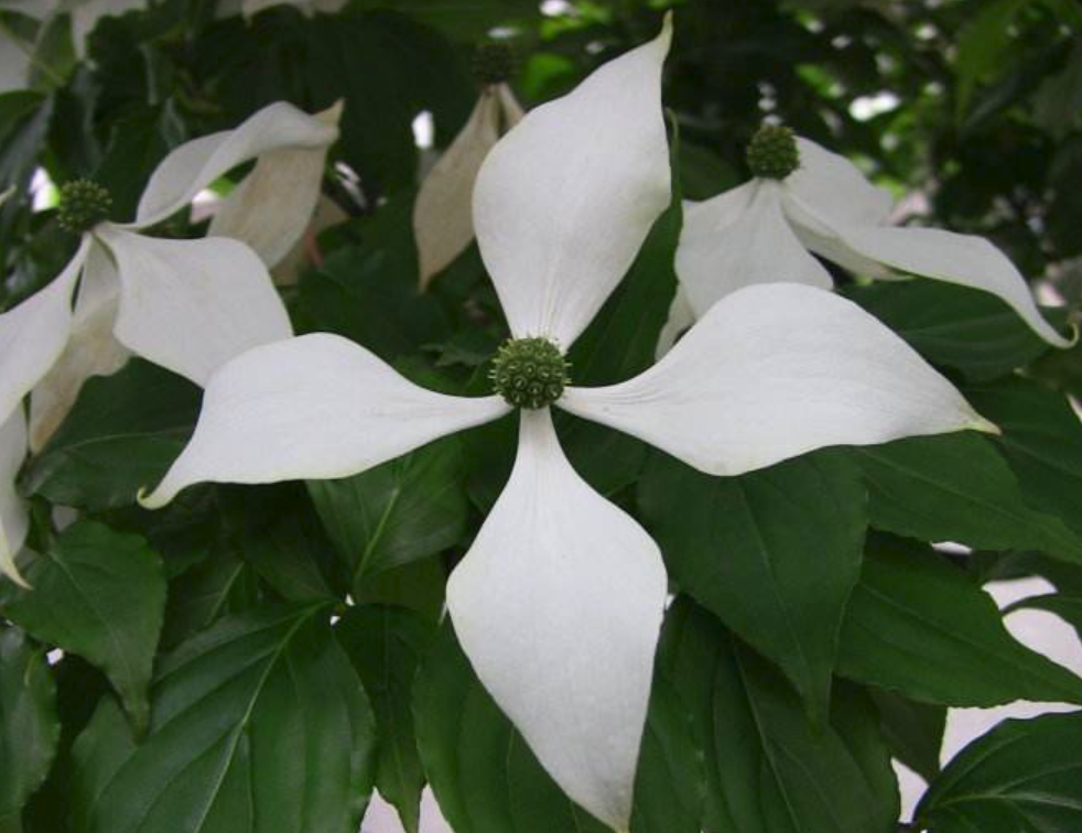 四照花生长速度(四照花生长在南方还是北方)