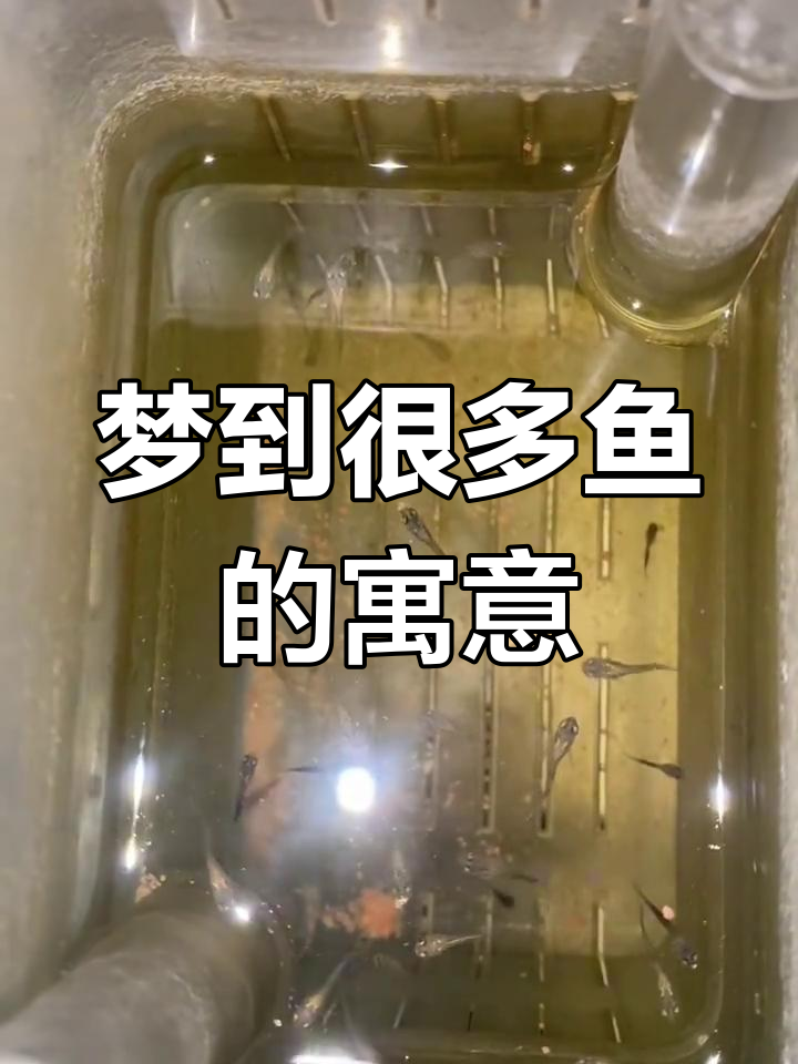 解梦周公解梦查询梦见鱼(解梦周公解梦查询梦见鱼是什么意思) 解梦周公解梦查询梦见鱼(解梦周公解梦查询梦见鱼是什么意思)
