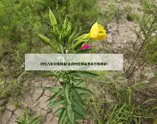 八字免费排盘算命步骤图解(八字免费排盘算命步骤图解详细)